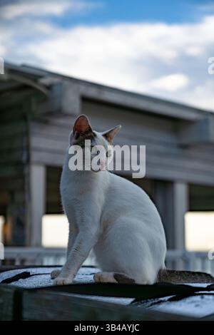 Weiße Katze, die aufrecht auf einem Dach sitzt und unscharfe Hintergrundgeräusche aufweist Stockfoto