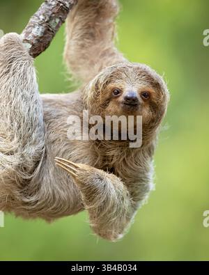 Bradypus variegatus (Bradypus variegatus) ist eine Art von Dreizehenfaultieren, die im neotropischen Reich Mittel- und Südamerikas vorkommt. Stockfoto