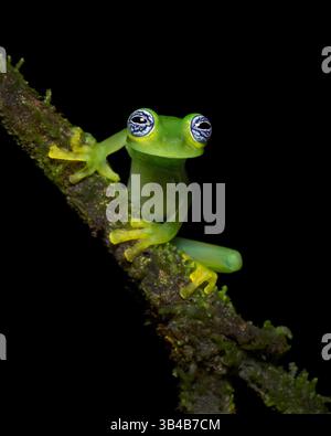 Sachatamia ilex ist eine Froschart aus der Familie der Centrolenidae. Sie kommt im östlichen Nicaragua, Costa Rica, Panama und im westlichen Kolumbien vor Stockfoto