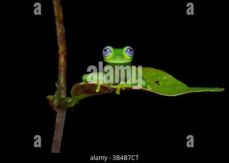 Sachatamia ilex ist eine Froschart aus der Familie der Centrolenidae. Sie kommt im östlichen Nicaragua, Costa Rica, Panama und im westlichen Kolumbien vor Stockfoto