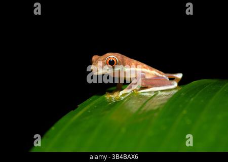 Agalychnis callidryas, auch bekannt als Rotaugen-Baumfrosch oder Rotaugen-Blattfrosch, ist eine Froschart aus der Unterfamilie Phyllomedusinae. Sie ist eingeschaltet Stockfoto