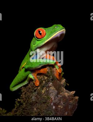 Agalychnis callidryas, auch bekannt als Rotaugen-Baumfrosch oder Rotaugen-Blattfrosch, ist eine Froschart aus der Unterfamilie Phyllomedusinae. Sie ist eingeschaltet Stockfoto