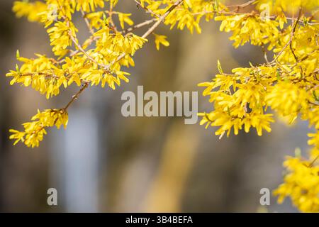 Gelbe Forsythienblüten blühen im Frühling. Nahaufnahme der blühenden gelben Forsythia-Pflanze als Osterfrühlingshintergrund. Stockfoto