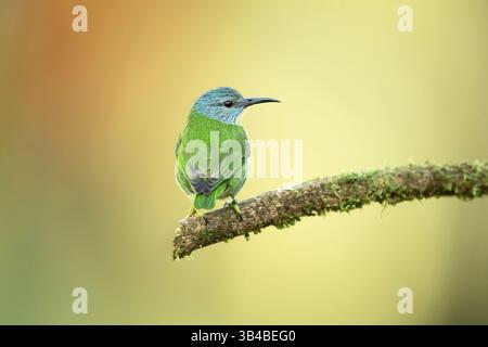 Cyanerpes lucidus ist ein kleiner Vogel aus der Familie der Tanager. Sie kommt in der tropischen Neuen Welt in Mittelamerika aus dem Süden vor Stockfoto