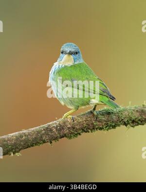 Cyanerpes lucidus ist ein kleiner Vogel aus der Familie der Tanager. Sie kommt in der tropischen Neuen Welt in Mittelamerika aus dem Süden vor Stockfoto