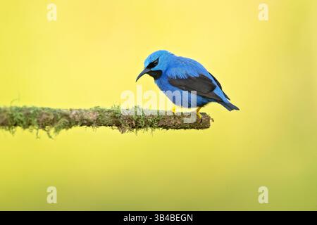 Cyanerpes lucidus ist ein kleiner Vogel aus der Familie der Tanager. Sie kommt in der tropischen Neuen Welt in Mittelamerika aus dem Süden vor Stockfoto