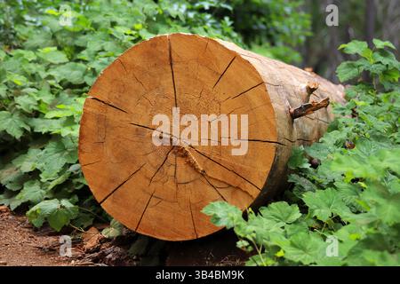 Frischer Baumstammquerschnitt mit sichtbaren Wachstumsringen und radialen Rissen, auf Waldboden, umgeben von grünen Blättern, natürliche Textur. Stockfoto