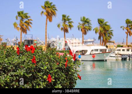 Rote Hibiskusblüten im Vordergrund, Palmen und Andockyachten in Hurghada Marina an einem sonnigen Tag, Rotes Meer Küste, Ägypten. Stockfoto