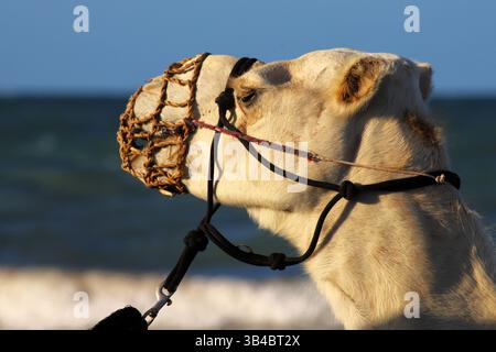 Seitenansicht eines weißen Dromedarkamels mit Maulkorb und Gurtzeug am Meer, mit dem Roten Meer im Hintergrund. Fotografiert in Ägypten. Stockfoto