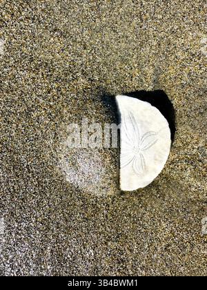 Ein Sanddollar, halb im Sand am Strand vergraben. Stockfoto