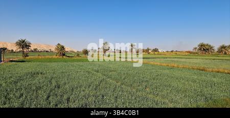 Üppiges grünes Feld mit Palmen und eine ferne Wüstenlandschaft unter einem klaren blauen Himmel, in der Nähe von Luxor, Ägypten. Stockfoto