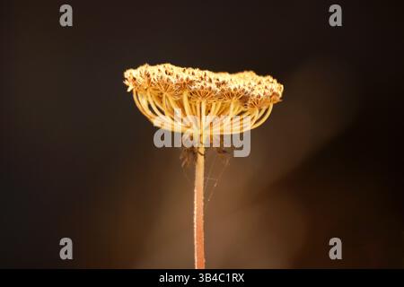 Nahaufnahme des getrockneten Waldmohrenkopfes (Daucus carota) in goldenem Licht vor dunklem Hintergrund, mit zarter botanischer Struktur. Stockfoto