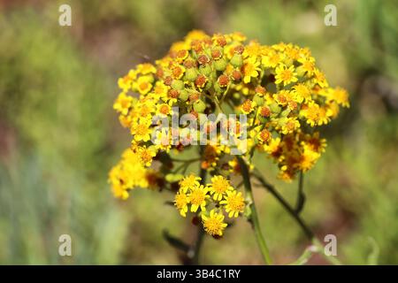 Wild Yellow Flowers in Bloom – Nahaufnahme von Senecio in Natural Habitat Stockfoto