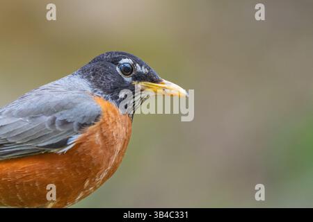 Nahaufnahme eines amerikanischen Robins mit leuchtend orangen Federn, die in die Kamera schauen Stockfoto