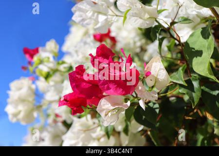 Leuchtend rosa und weiße Bougainvillea-Blüten im Sonnenlicht vor einem leuchtend blauen Himmel. Nahaufnahme in einem mediterranen oder subtropischen Garten. Stockfoto