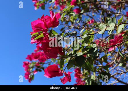 Leuchtend rosafarbene Bougainvillea-Blüten und üppiges grünes Laub unter einem leuchtend blauen Himmel symbolisieren tropische Schönheit und sonniges Klima. Stockfoto