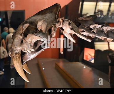 Säbelzahntiger Tiger Skull im Natural istory Museum in London. Stockfoto