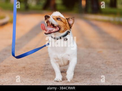 Jack Russell Terrier Hund an der Leine und spaziert durch den Park Stockfoto