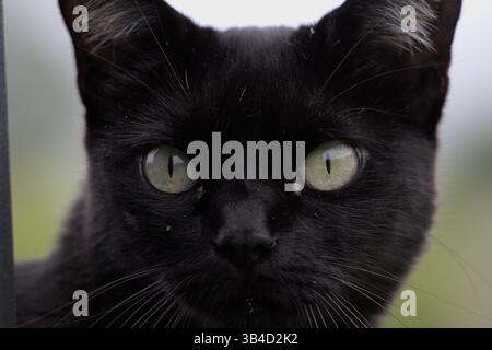 Hinterkatze mit grünen Augen, Zoom-Katzengesicht, süßes Haustier Stockfoto