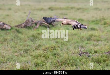 Tawny Adler (Aquila rapax) tief im Flug über die afrikanische Savanne Stockfoto