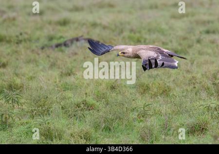 Tawny Adler (Aquila rapax) tief im Flug über die afrikanische Savanne Stockfoto