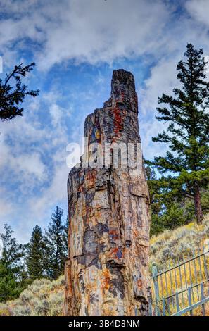 Petrified Tree Boardwalk, Lost Lake Trail versteinerte Wälder im Yellowstone National Park, Wyoming, USA Stockfoto