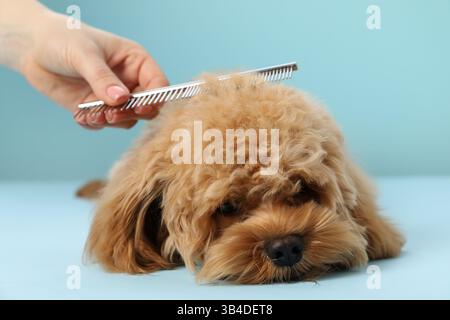 Trauzeuge kämmen süßes Hundehaar auf hellblauem Hintergrund, Nahaufnahme Stockfoto