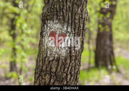 Nahaufnahme eines roten, herzförmigen Wegschildes, gemalt auf einem Baumstamm in einem üppig grünen Wald, das Liebe, Wandern und Naturschätzen symbolisiert. Stockfoto