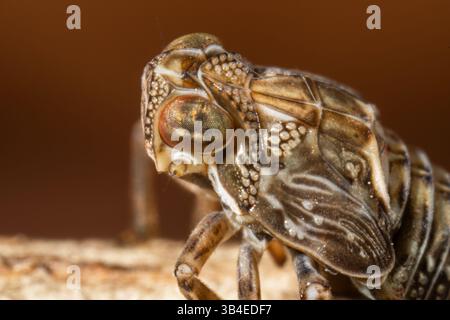 Leafhopper (Familie der Cicadellidae) in Makronähe fotografiert, zeigt detaillierte Körperstruktur und springende Beine auf einer glatten Oberfläche. Stockfoto
