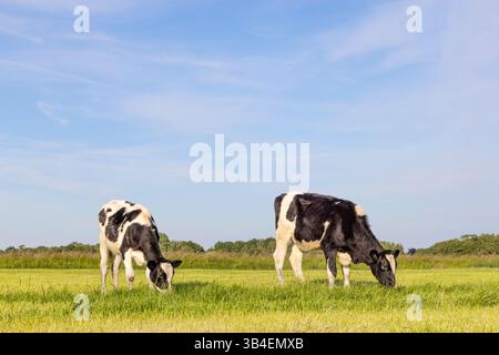 Zwei glückliche Kühe grasen ruhig, schwarz-weiß auf einer grünen Weide und einem blauen Himmel Stockfoto