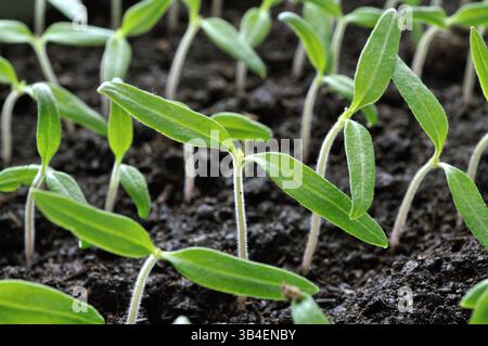Nahaufnahme von jungen, im Gewächshaus wachsenden Tomatensämlingen Stockfoto