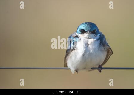Nahporträt der Baumschwalbe mit hellblauen Federn auf Draht. Stockfoto