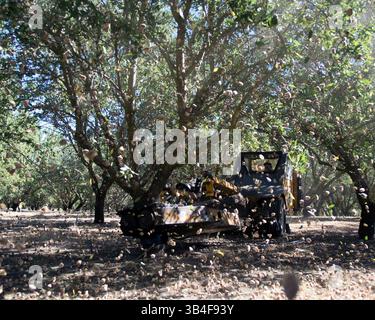 14. August 2015 – Modesto, Kalifornien, USA – am 14. August 2015 schüttelt ein Mandel-Shaker die Mandeln von einem Baum in einem Obstgarten nördlich von Oakdale, Kalifornien. (Bild: © John Westberg/Modesto Bee Via ZUMA Wire) Stockfoto