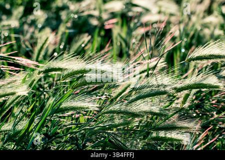 Nahaufnahme von frischem, grünem Gras, das im Wind schwingt, bedeckt mit funkelnden Tautropfen im Morgenlicht. Navarra, spanien Stockfoto