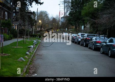 Seattle, USA. 30. März 2025. Starker Wind brachte einen Baum auf dem Capitol Hill herunter. Stockfoto