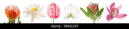 Wunderschöne tropische Blumen isoliert auf weiß, Set Stockfoto