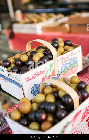 19. September 2015 – Greenville, SC, Vereinigte Staaten von Amerika – lokal angebaute Muscadine-Trauben auf dem Farmers Market entlang der Main Street im Zentrum von Greenville, South Carolina. (Bild: © Richard Ellis Via ZUMA Wire) Stockfoto