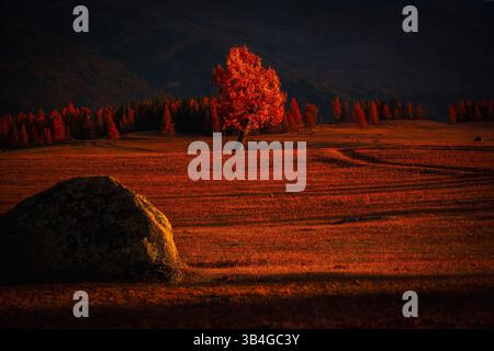 Wunderschöner roter Fallbaum auf friedlicher Wiese während Sonnenuntergang mit leuchtenden Rot- und Goldtönen Stockfoto