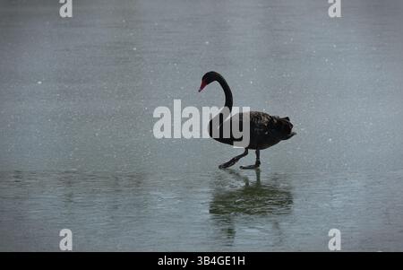 Dieses ruhige Foto zeigt einen schwarzen Schwan mit einem auffälligen roten Schnabel, der auf der glatten, eisigen Oberfläche eines gefrorenen Sees spaziert. Die elegante Haltung des Vogels Stockfoto