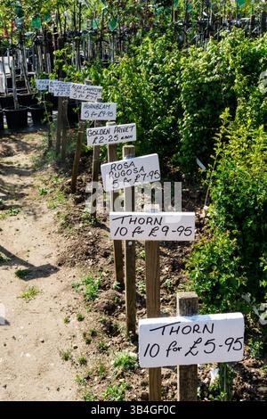 Hedging Sträucher zum Verkauf in einem Gartencenter in Norfolk. Stockfoto