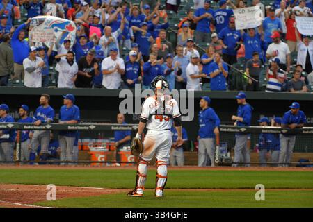 30. September 2015 – Baltimore, MD, USA – der Orioles-Catcher Steve Clevenger (45) sieht sich an, als Fans der Toronto Blue Jays nach Edwin Encarnacions zweimaligem Heimlauf während des siebten Inning im Oriole Park in Camden Yards in Baltimore am Mittwoch, 30. September 2015, ausbrechen. Der Sieg der Blue Jays 15-2 im ersten Spiel eines Doppelspiels brachte den A.L. East Titel. (Bild: © Karl Merton Ferron/TNS via ZUMA Wire) Stockfoto