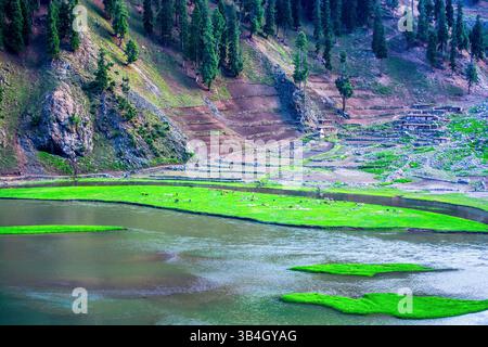 Ein atemberaubender Blick auf die üppigen Weiden entlang des Kunhar River, mit einer Herde Ziegen, die friedlich im Tal weiden Stockfoto