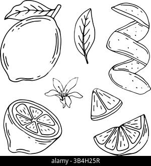 Handgezeichnete Umrandung ganze Zitrone mit Schale und natürlichen Früchten in verschiedene Stücke geschnitten und Kreisscheiben, Twists von Zitronenschale, Blüte und Blättern Stock Vektor
