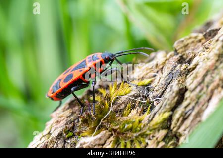 Feuerkäfer (Pyrrhocoris apterus) auf Baumrinde, Dompierre-sur-Besbre, Frankreich. Stockfoto