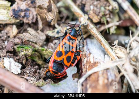 Feuerkäfer (Pyrrhocoris apterus) auf Baumrinde, Dompierre-sur-Besbre, Frankreich. Stockfoto