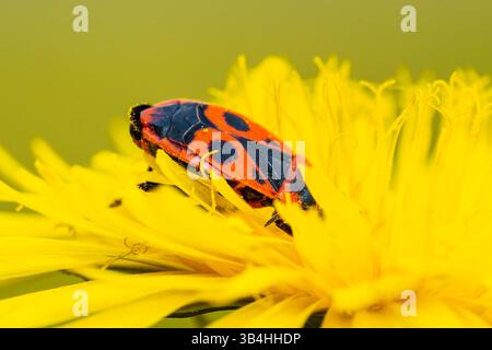 Feuerkäfer (Pyrrhocoris apterus) auf Baumrinde, Dompierre-sur-Besbre, Frankreich. Stockfoto