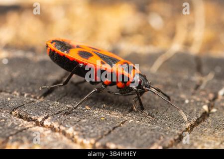 Feuerkäfer (Pyrrhocoris apterus) auf Baumrinde, Dompierre-sur-Besbre, Frankreich. Stockfoto