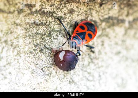 Feuerkäfer (Pyrrhocoris apterus) auf Baumrinde, Dompierre-sur-Besbre, Frankreich. Stockfoto