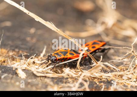 Feuerkäfer (Pyrrhocoris apterus) auf Baumrinde, Dompierre-sur-Besbre, Frankreich. Stockfoto