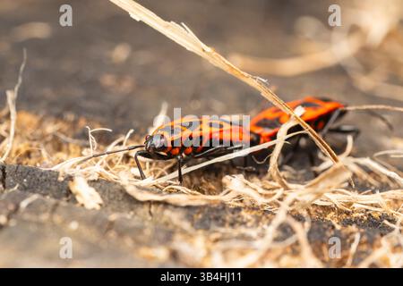Feuerkäfer (Pyrrhocoris apterus) auf Baumrinde, Dompierre-sur-Besbre, Frankreich. Stockfoto